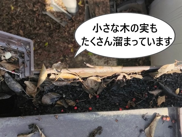 雨樋　小さな木の実　溜まっている